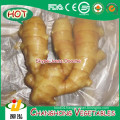 Fresh Ginger with 9kg/PVC Carton